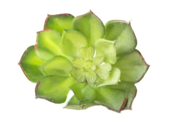 10cm Haworthi Green
