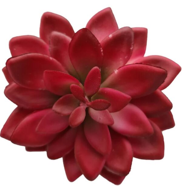 12cm Succulent Encrinite Pink Red
