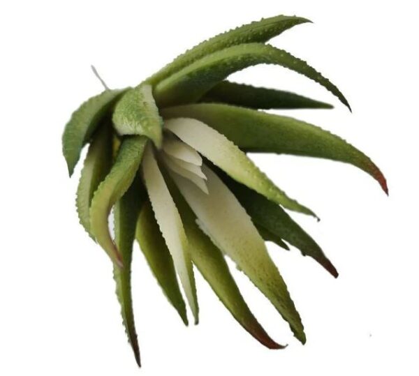 16cm Mini Succulent White Green