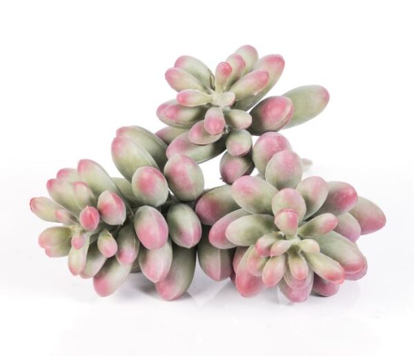 16cm Succulent Rainbow Jade 3 Heads Green Red
