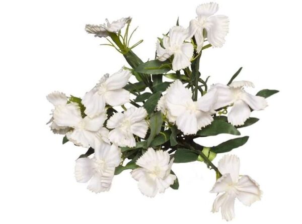 20cm Dianthus Bush White