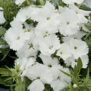 20cm Dianthus Bush White - Image 3