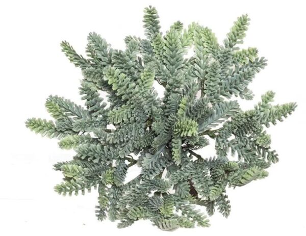 23cm Silver Fir Bush
