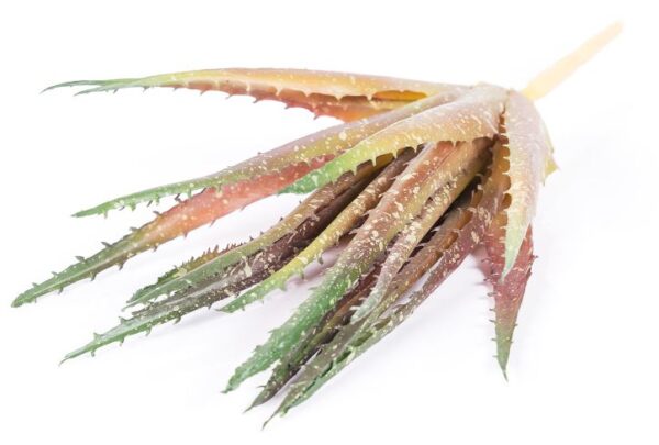 27cm Succulent Aloe Coffee