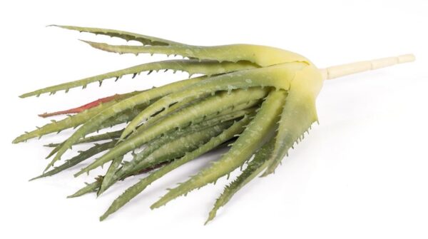 27cm Succulent Aloe Original