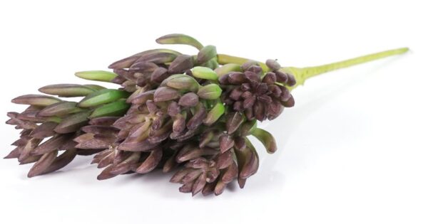28cm Succulent Desert Pine 7 Heads Purple Green 