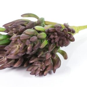 28cm Succulent Desert Pine 7 Heads Purple Green  - Image 2
