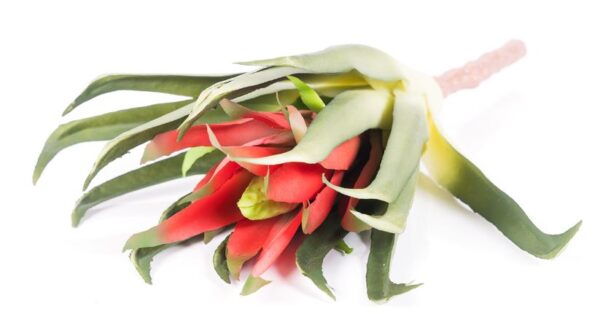 28cm Succulent Plant Red Head Green Leaves