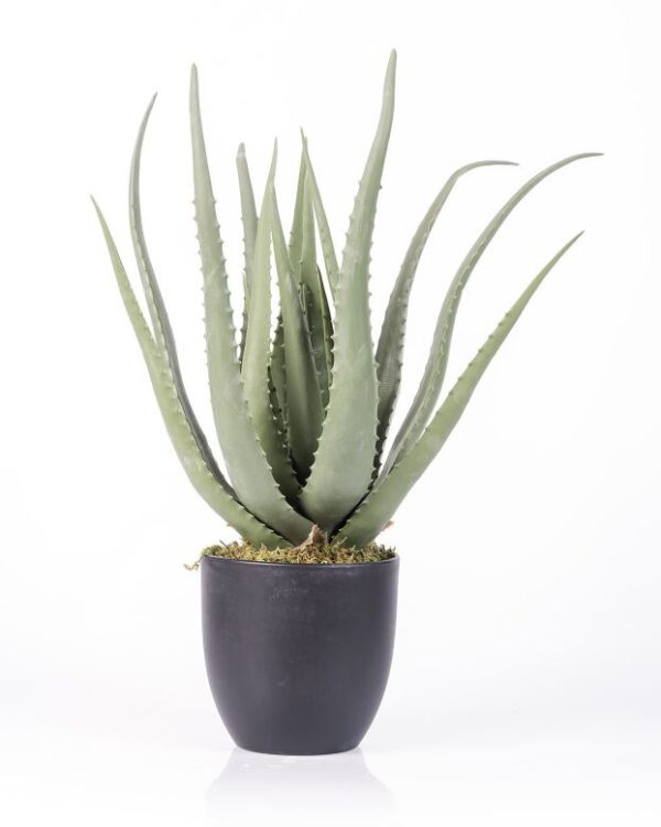 50cm Aloe in Black Pot