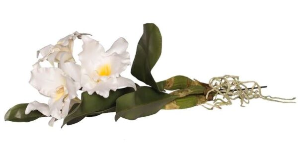56cm Orchid Catteya White