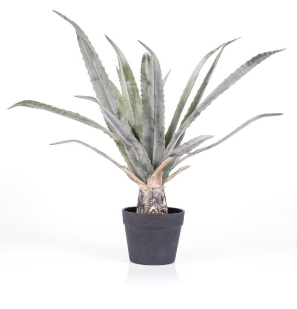 61cm Aloe Green Saw-tooth in Pot