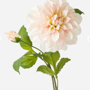 60cm Cut Flower 2 Heads Dahlia Cream Pink - Image 3