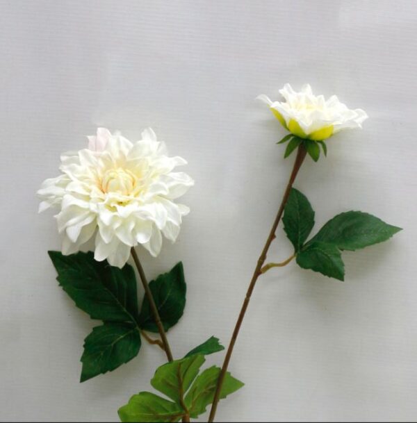 60cm Cut Flower 2 Heads Dahlia Cream Pink