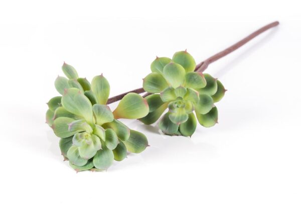 61cm Succulent 3 Heads Green