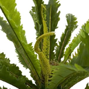 70cm Mararitium Fern - Image 5
