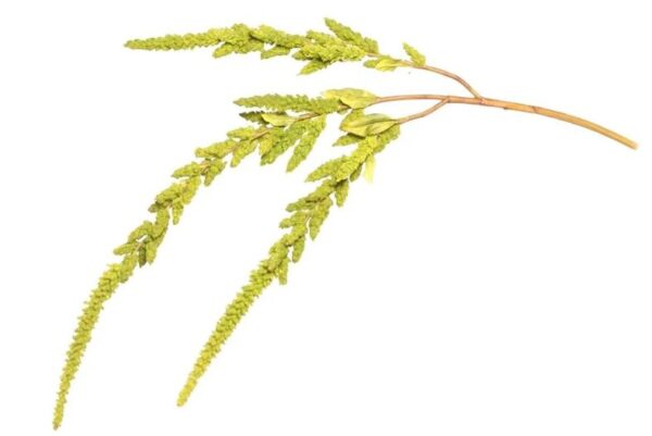 93cm Amaranthus Green Yellow