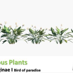 Strelitzia (Strelitzia reginae) - Image 3