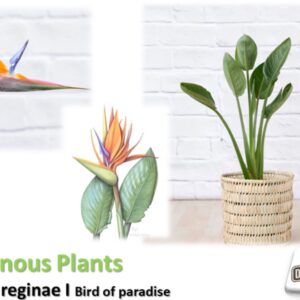 Strelitzia (Strelitzia reginae) - Image 2