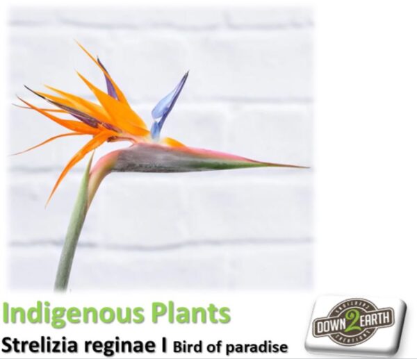 Strelitzia (Strelitzia reginae)